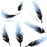 image of feather