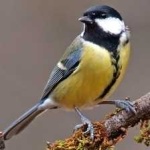 image of bird