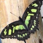 image of animal