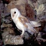 image of barn_owl #30