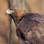 image of bird