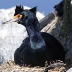 image of bird