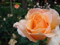 image of rose #20