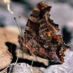 image of animal