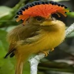 image of bird