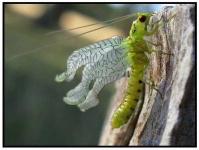 image of lacewing