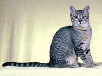 image of egyptian_mau #22