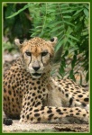 image of jaguar_car