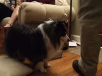 image of shetland_sheepdog