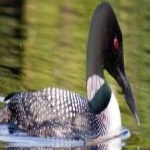 image of bird