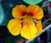 image of flower