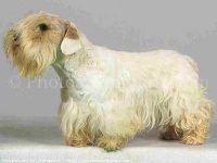 image of sealyham_terrier #32