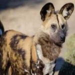 image of african_wild_dog #4