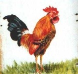 image of rooster