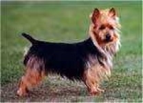 image of australian_terrier #9