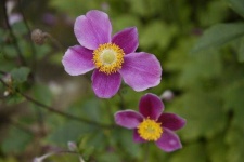 image of flower