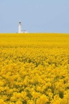 image of rapeseed