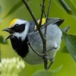 image of bird