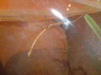 image of walking_stick