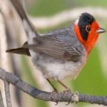 image of bird