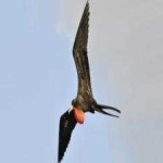 image of bird
