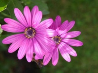 image of flower