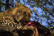 image of leopard