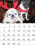 image of pug