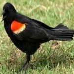 image of red_winged_blackbird