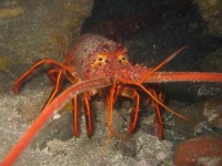 image of spiny_lobster