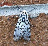 image of animal