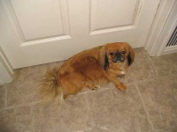 image of pekinese