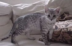 image of egyptian_mau #6