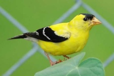 image of finch