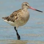 image of bar_tailed_godwit #0