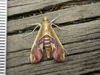image of animal