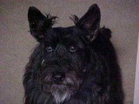 image of scotch_terrier