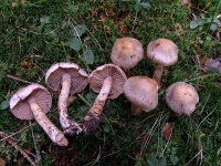 image of mushrooms