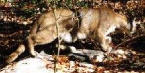 image of cougar_body