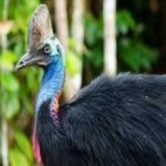 image of bird
