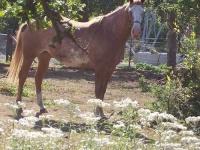 image of sorrel
