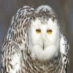 image of bird