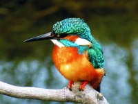 image of kingfisher