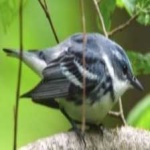image of bird