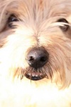 image of norfolk_terrier #9