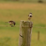 image of animal