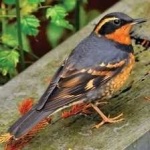 image of bird