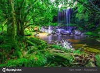 image of rainforest