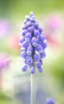 image of grape_hyacinth #22