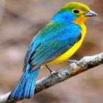 image of bird